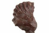 Enrolled Red Morocops Trilobite - Hmar Laghdad, Morocco #328627-1